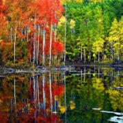 trees on a lake half fall half spring colors