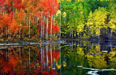 trees on a lake half fall half spring colors