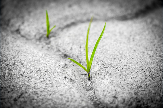 grass growing in concrete