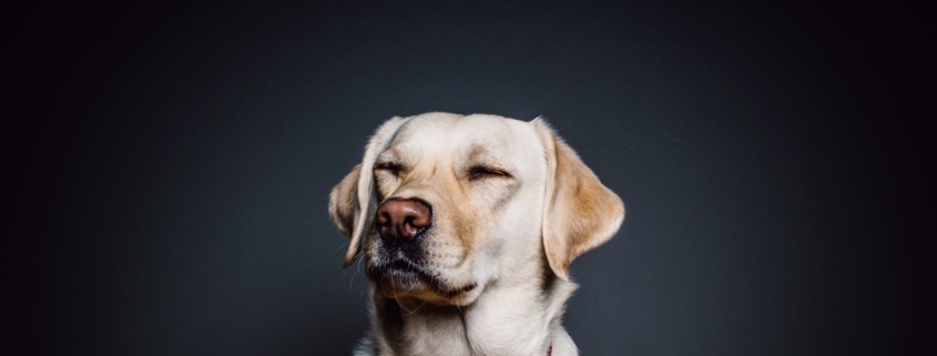 dog with eyes closed
